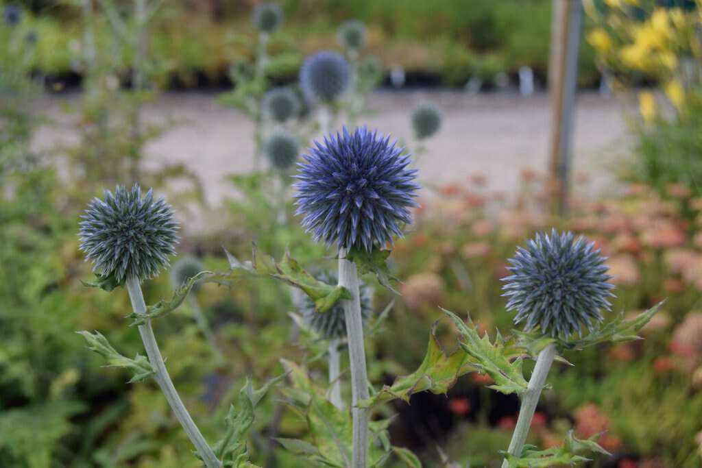 Echinops ritro ---